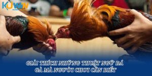 Giải Thích Những Thuật Ngữ Đá Gà Mà Người Chơi Cần Biết